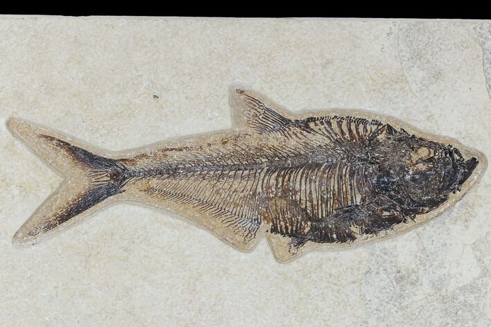 Fossil Fish (Diplomystus) - Green River Formation #117137